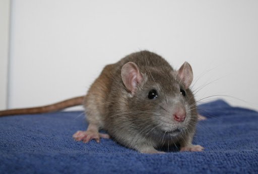 شركة مكافحة الفئران ابوظبي