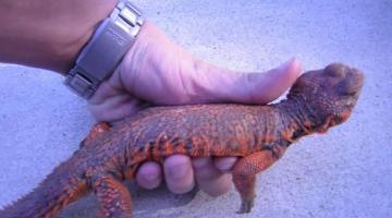 شركة مكافحة الزواحف الشارقة