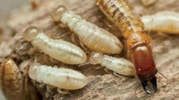 شركة مكافحة النمل راس الخيمة