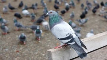 شركة مكافحة الحمام العين