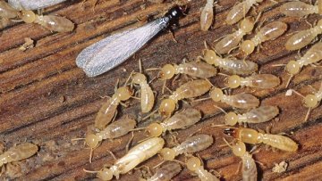 شركة مكافحة النمل عجمان