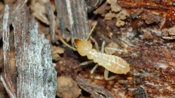 شركة مكافحة النمل الشارقة