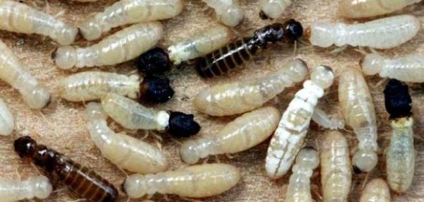 شركة مكافحة النمل دبي