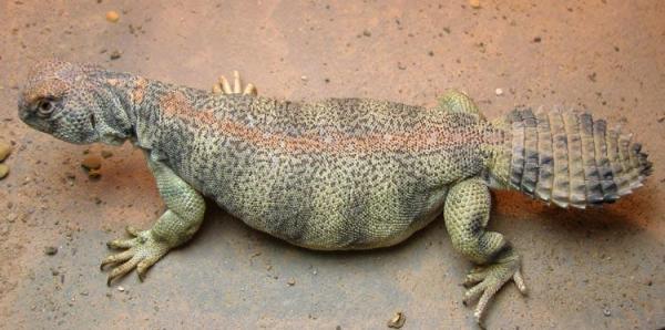 شركة مكافحة الزواحف دبي