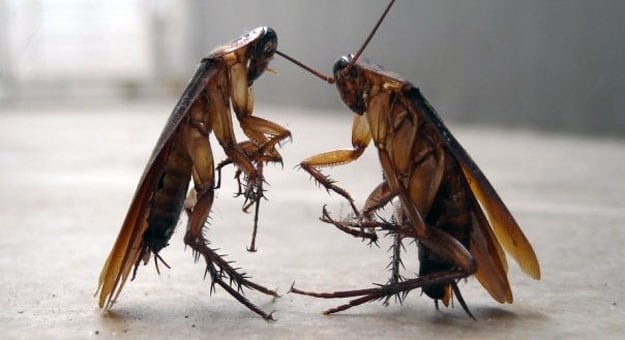 شركة مكافحة الصراصير العين