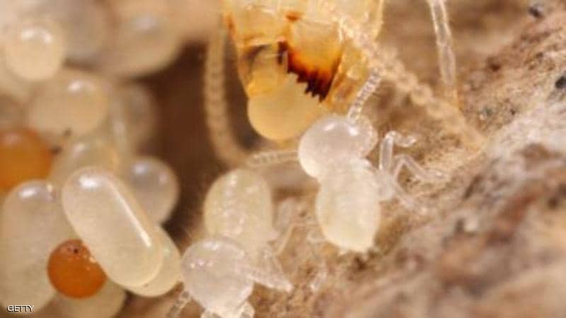 شركة مكافحة النمل ام القيوين