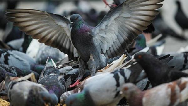 شركة مكافحة الحمام عجمان