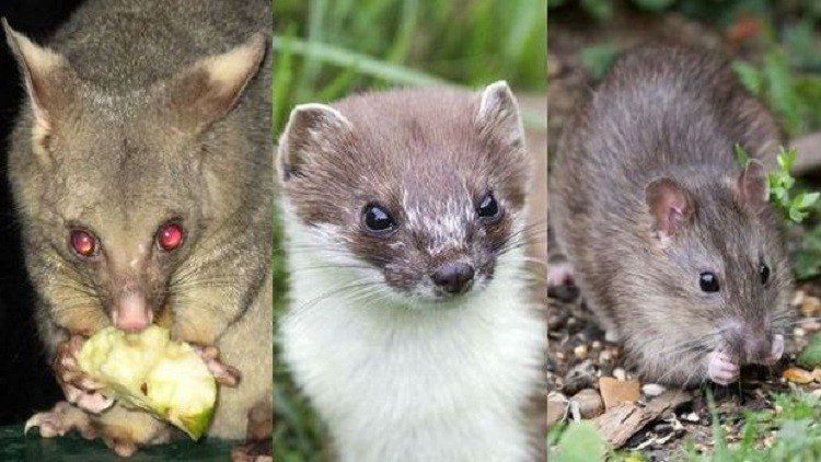 شركة مكافحة القوارض راس الخيمة