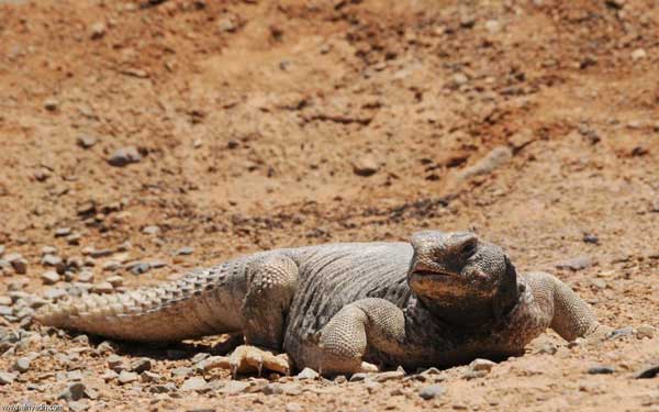 شركة مكافحة الزواحف العين