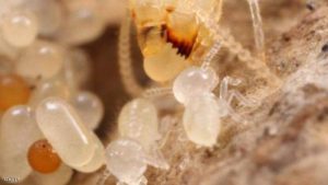 شركة مكافحة النمل ام القيوين