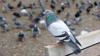 شركة مكافحة الحمام العين