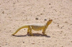 شركة مكافحة الزواحف ام القيوين