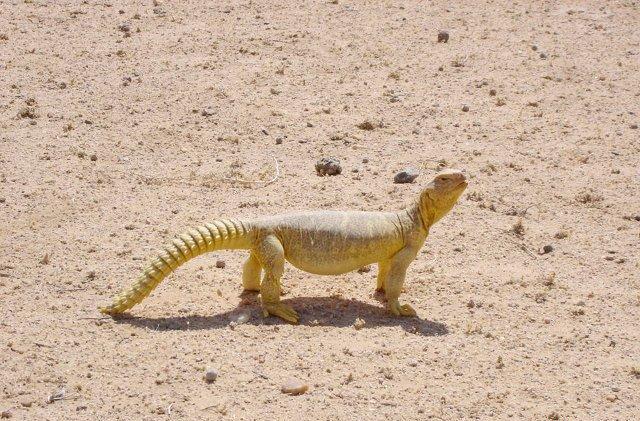 شركة مكافحة الزواحف ام القيوين