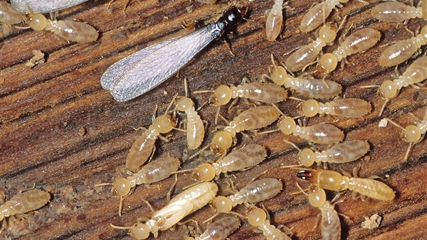 شركة مكافحة النمل عجمان