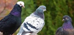 شركة مكافحة الحمام راس الخيمة