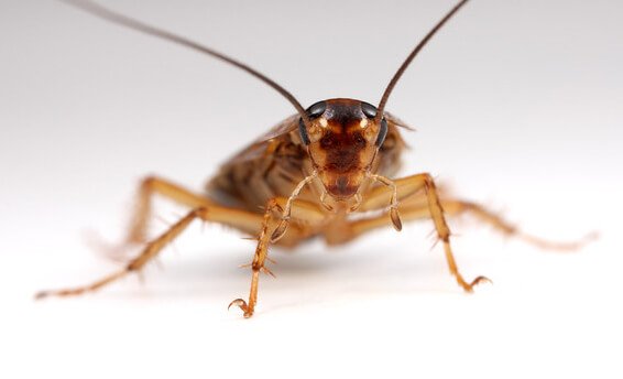 شركة مكافحة الصراصير راس الخيمة