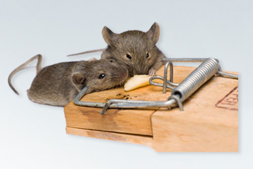 شركة مكافحة القوارض عجمان