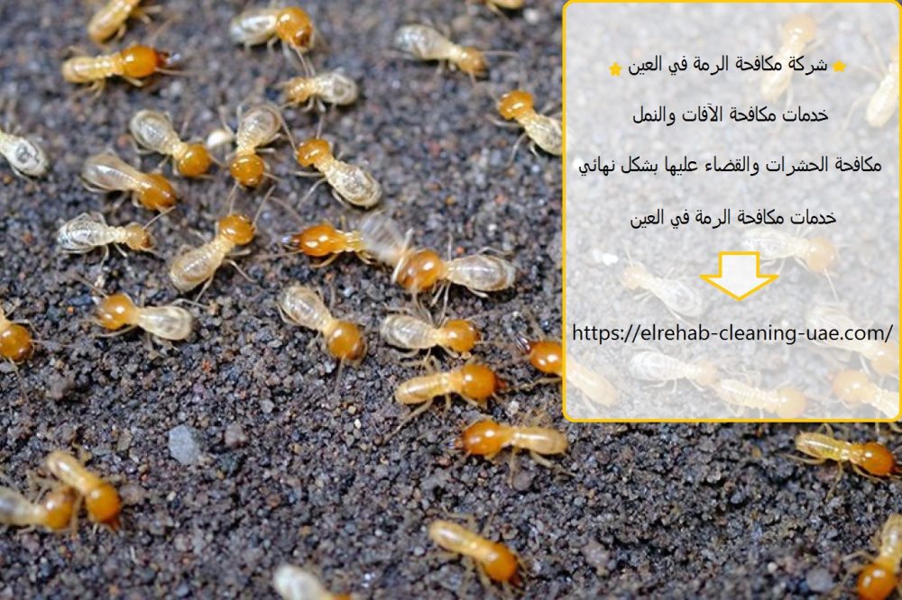 شركة مكافحة الرمة في العين