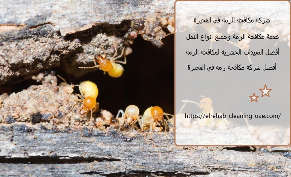 شركة مكافحة الرمة في الفجيرة