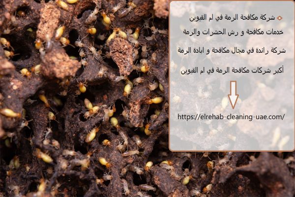 شركة مكافحة الرمة في ام القيوين