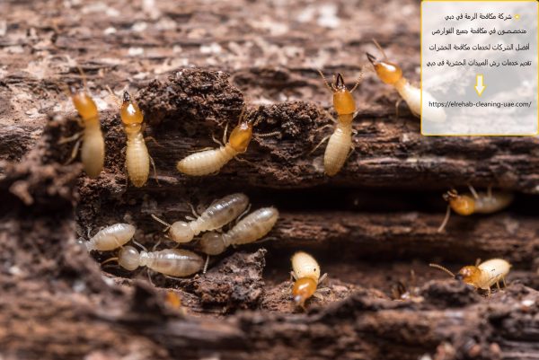 شركة مكافحة الرمة في دبي