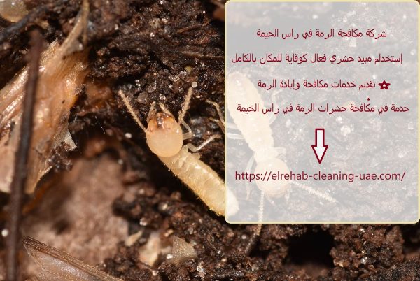 شركة مكافحة الرمة في راس الخيمة
