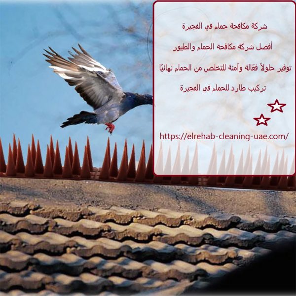 شركة مكافحة حمام في الفجيرة