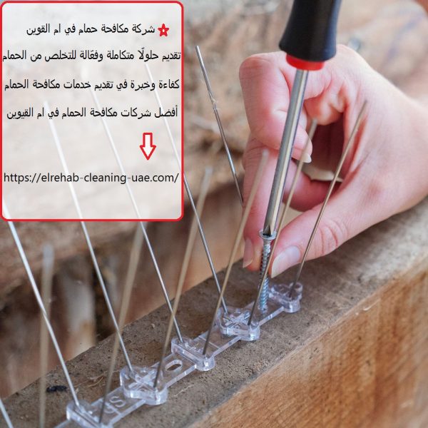 شركة مكافحة حمام في ام القوين